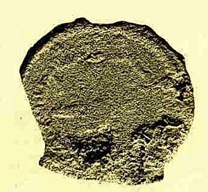 Coin by Unknown Artist