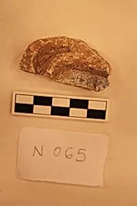 Stucco Fragment by Unknown Artist