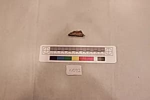 Stucco Fragment by Unknown Artist