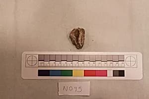 Stucco Fragment by Unknown Artist