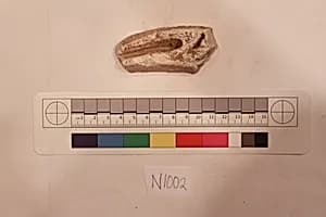 Stucco Fragment by Unknown Artist
