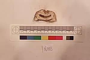 Stucco Fragment by Unknown Artist