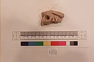 Stucco Fragment by Unknown Artist