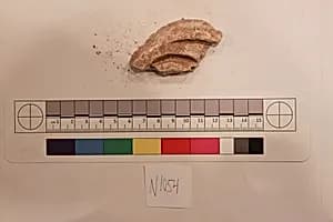 Stucco Fragment by Unknown Artist