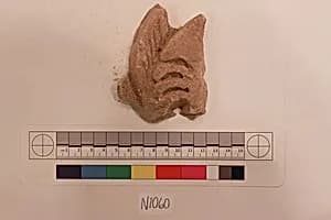 Stucco Fragment by Unknown Artist