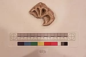 Stucco Fragment by Unknown Artist