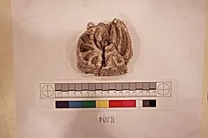 Stucco Fragment by Unknown Artist