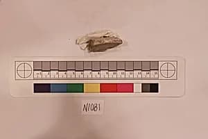 Stucco Fragment by Unknown Artist