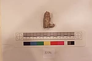 Stucco Fragment by Unknown Artist