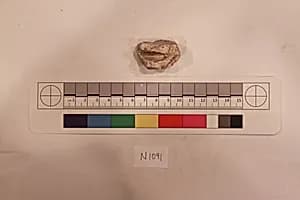 Stucco Fragment by Unknown Artist