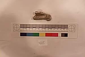 Stucco Fragment by Unknown Artist