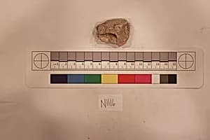 Stucco Fragment by Unknown Artist