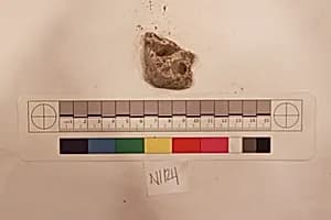 Stucco Fragment by Unknown Artist