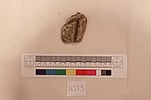 Stucco Fragment by Unknown Artist