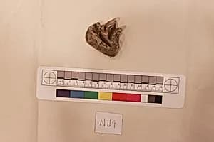 Stucco Fragment by Unknown Artist