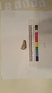 Stucco Fragment by Unknown Artist