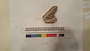 Stucco Fragment by Unknown Artist