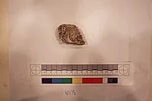 Stucco Fragment by Unknown Artist
