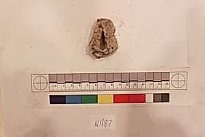Stucco Fragment by Unknown Artist