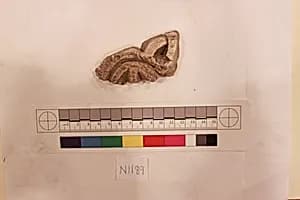Stucco Fragment by Unknown Artist