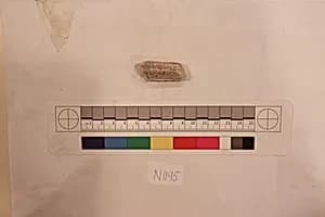 Stucco Fragment by Unknown Artist