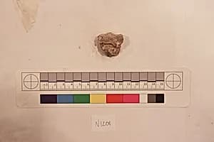Stucco Fragment by Unknown Artist