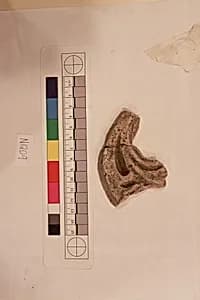 Stucco Fragment by Unknown Artist
