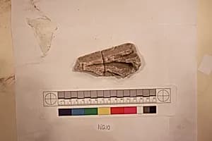 Stucco Fragment by Unknown Artist