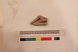 Stucco Fragment by Unknown Artist