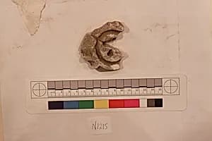 Stucco Fragment by Unknown Artist