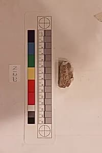 Stucco Fragment by Unknown Artist