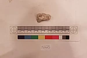 Stucco Fragment by Unknown Artist