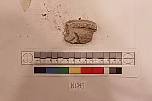 Stucco Fragment by Unknown Artist