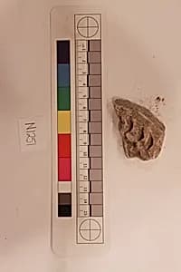 Stucco Fragment by Unknown Artist