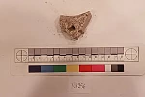 Stucco Fragment by Unknown Artist