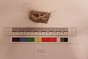 Stucco Fragment by Unknown Artist