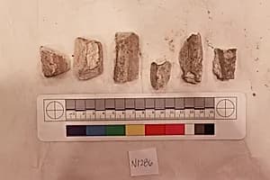 Stucco Fragment by Unknown Artist