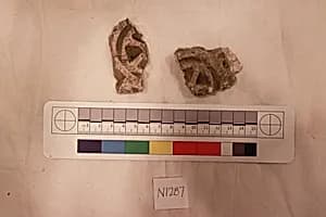 Stucco Fragment by Unknown Artist
