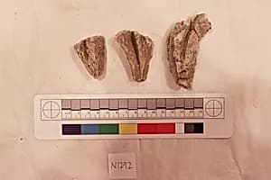 Stucco Fragment by Unknown Artist
