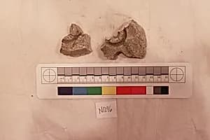 Stucco Fragment by Unknown Artist