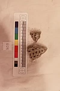 Stucco Fragment by Unknown Artist