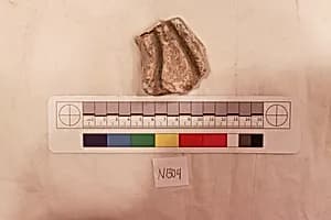 Stucco Fragment by Unknown Artist