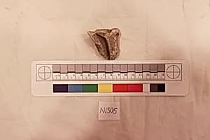 Stucco Fragment by Unknown Artist