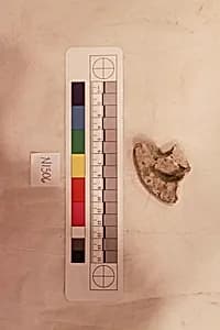 Stucco Fragment by Unknown Artist