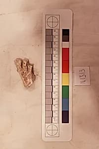 Stucco Fragment by Unknown Artist