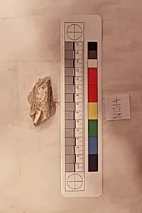 Stucco Fragment by Unknown Artist