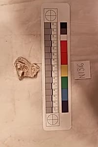Stucco Fragment by Unknown Artist
