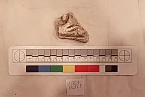 Stucco Fragment by Unknown Artist