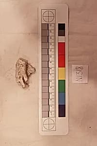 Stucco Fragment by Unknown Artist
