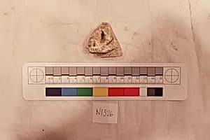 Stucco Fragment by Unknown Artist